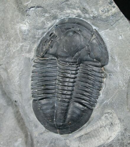 Asaphiscus Trilobite - Utah #6358